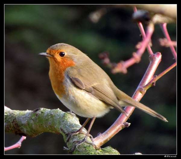 George Le rouge-gorge - oiseau du jardin