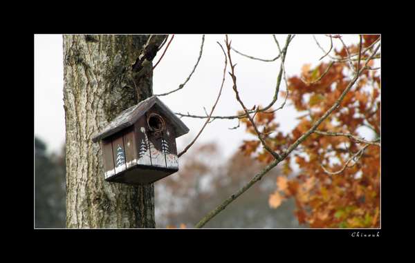 Cabane à oiseau