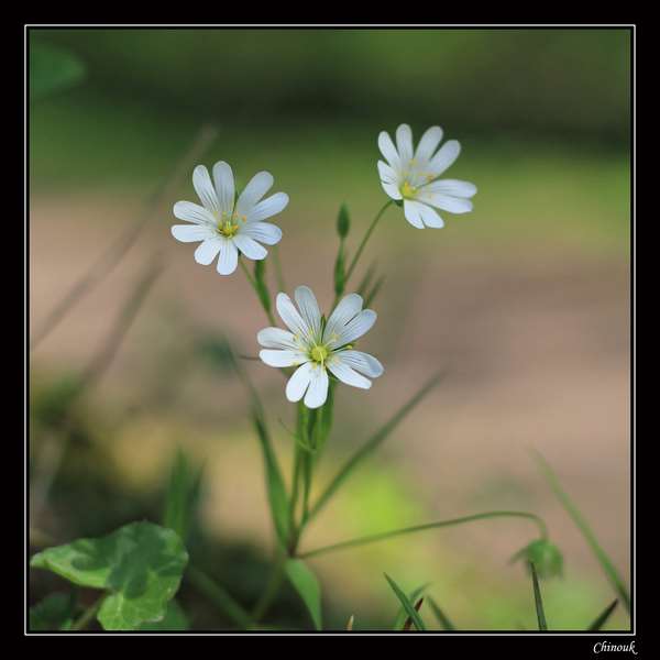 Fleurs-des-champs