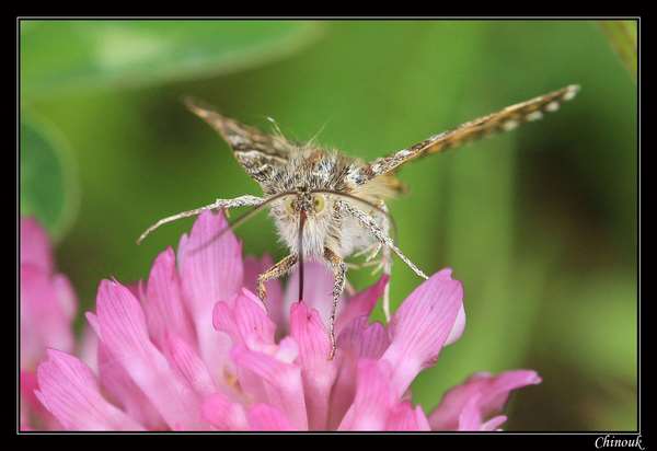 papillon 