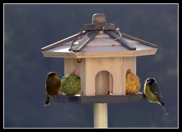 Le verdier et la Mésange