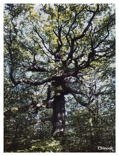 Chêne du hindré - Broceliande 