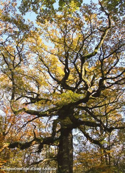 Le chêne des arbre remarquable 