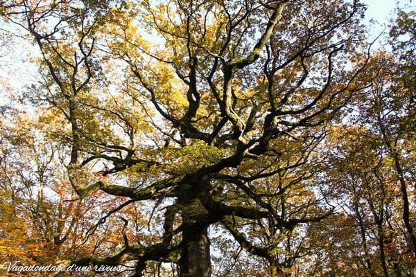 Broceliande Le chêne des Hindrés 