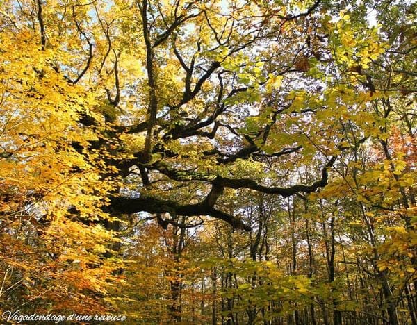  arbre remarquable Broceliande 