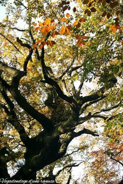 Le chêne à Broceliande 