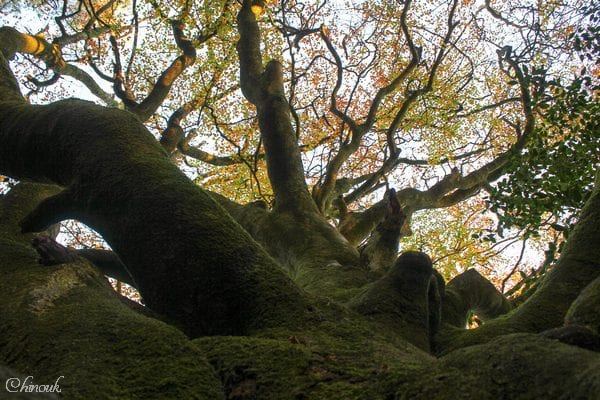  le hêtre du voyageur - Broceliande