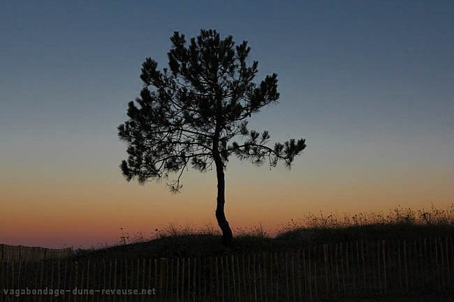 arbre solitaire