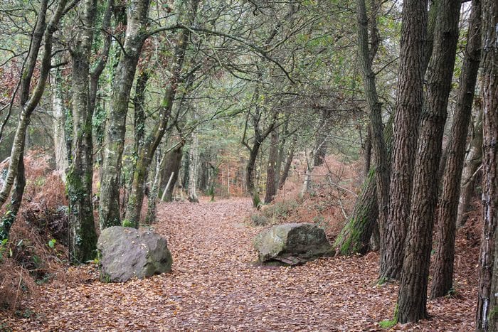  foret de broceliande 