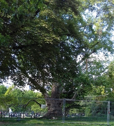 plus gros arbre de Paris