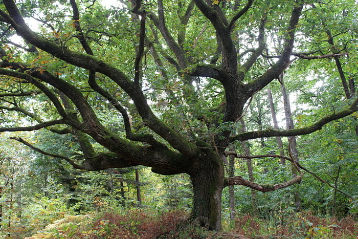 arbre remarquable broceliande