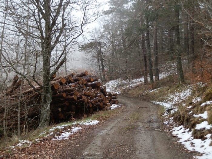 route forestière 