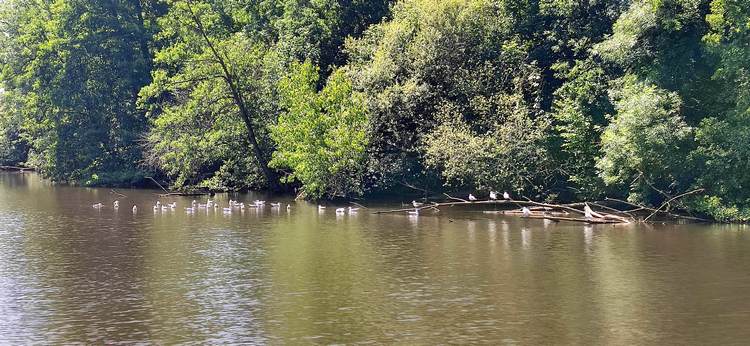 canal nantes brest montagnes noires 2